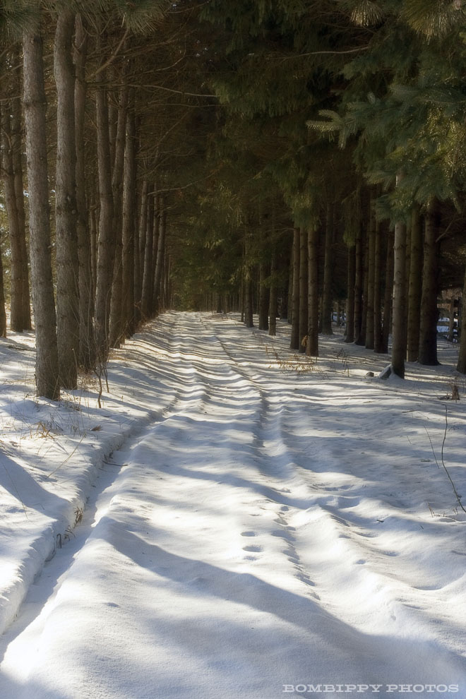 Pine path