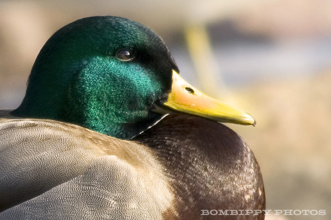 Duck on the rocks