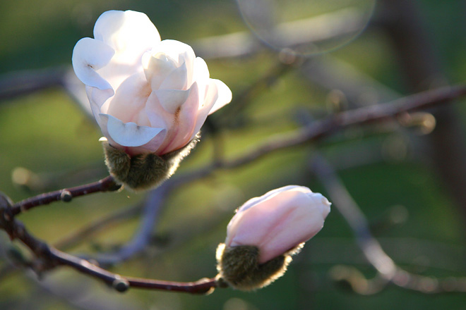 Magnolia tree in Kew Gardens, Toronto.