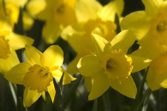 Yellow Daffodils