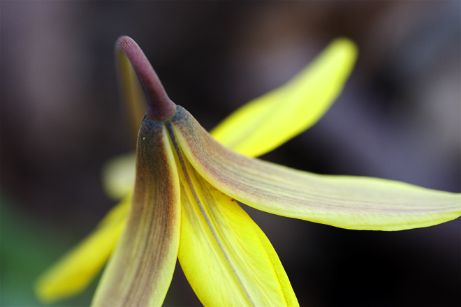 Trout Lilly