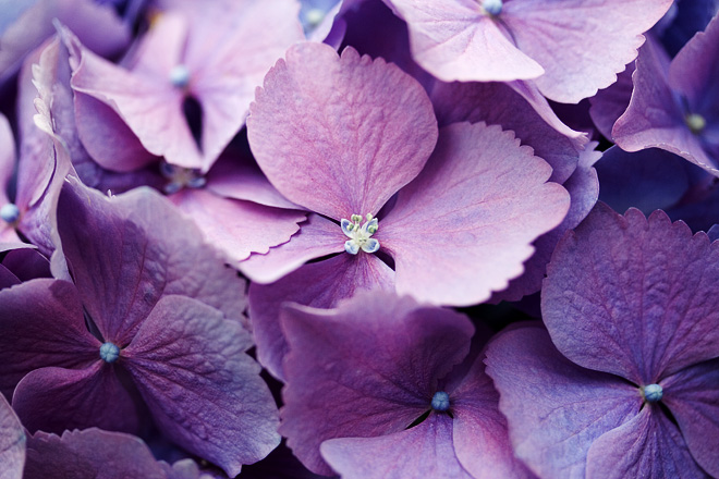 Hydrangeas