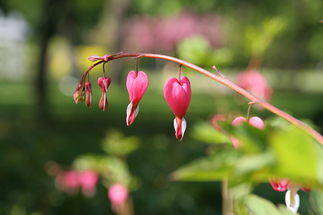 Hearts