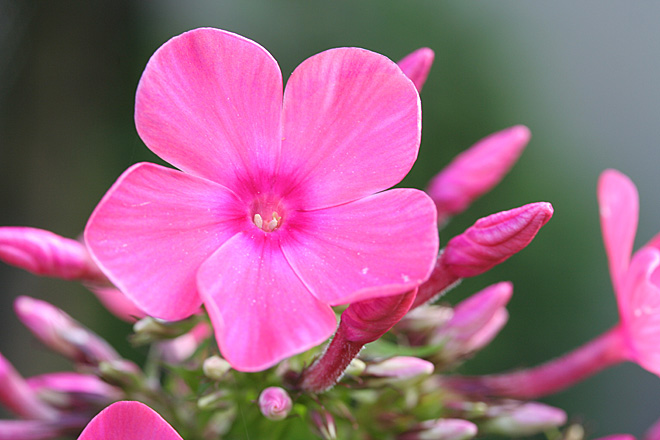 Phlox