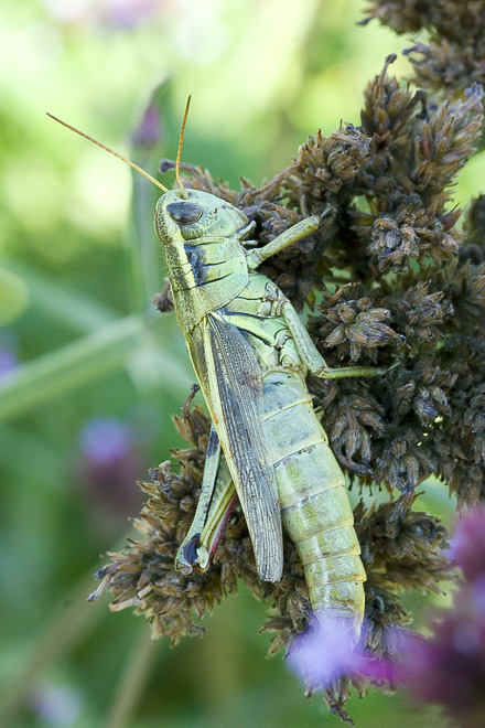 Grasshopper