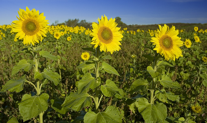 Sunflowers