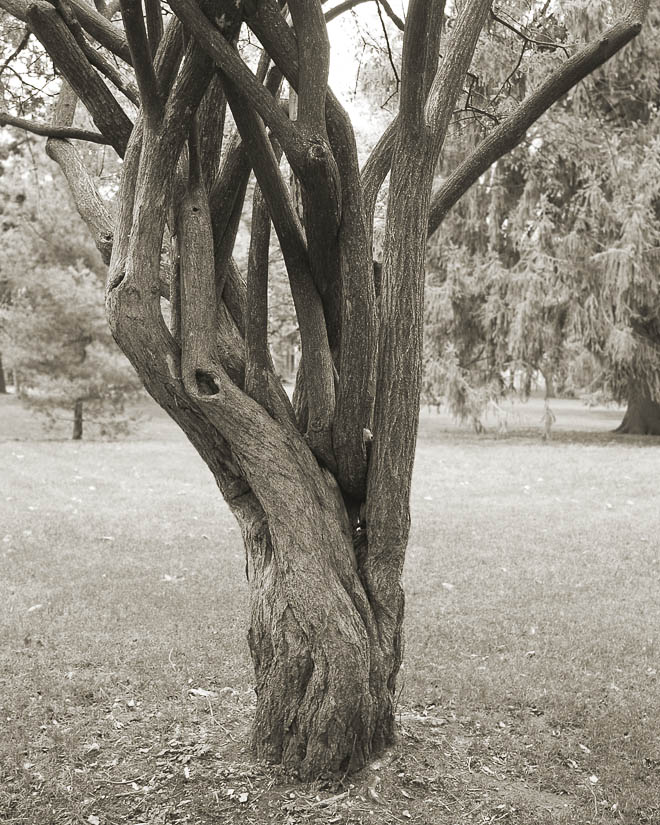 Twisted Tree