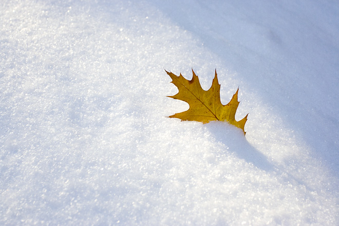 Leaf in the snow