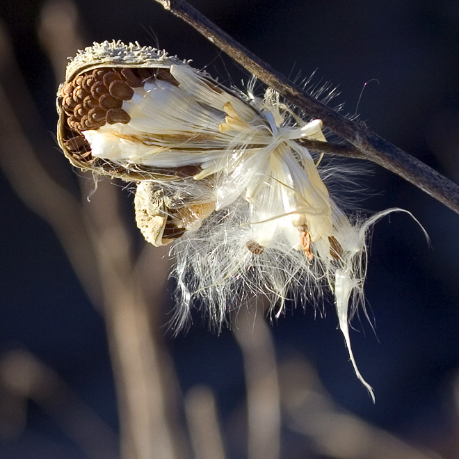 Seeds in a pod