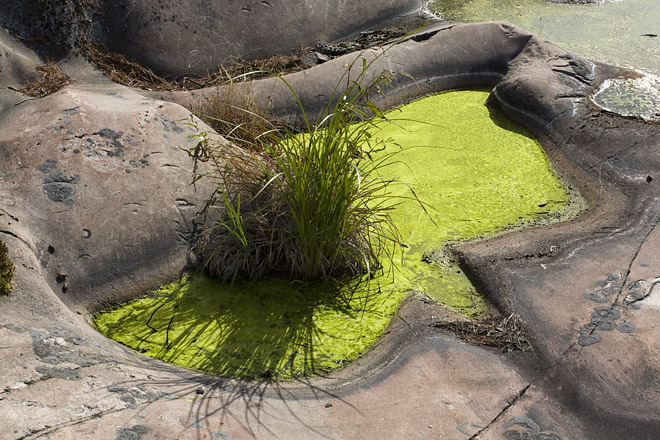 North Fox Island Algae