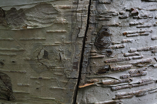 Birch Bark
