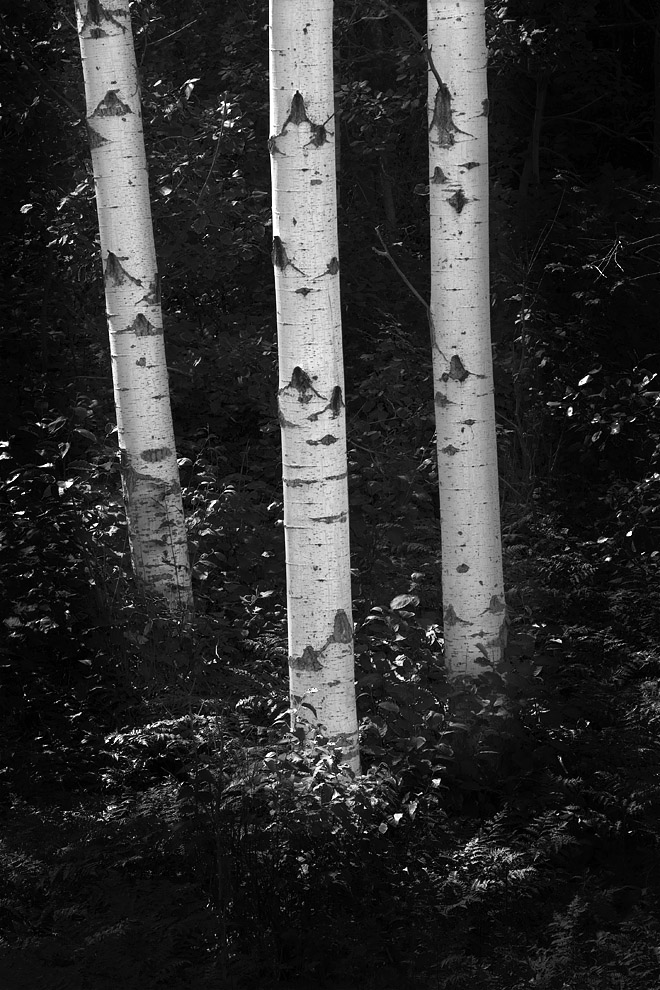 Three Birch Trees