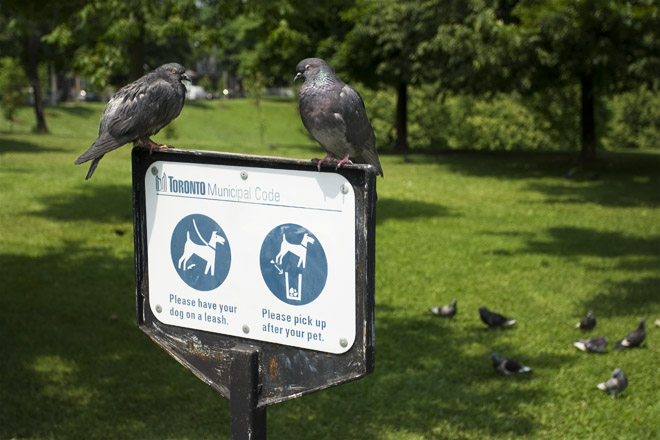 Pigeons in the park